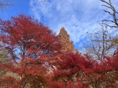 【富士市】丸火自然公園の紅葉