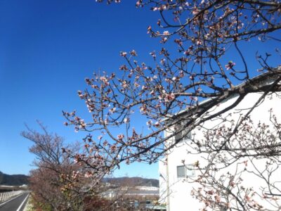 【焼津】山の手未来の会 　寒桜開花！　水仙が満開です！！