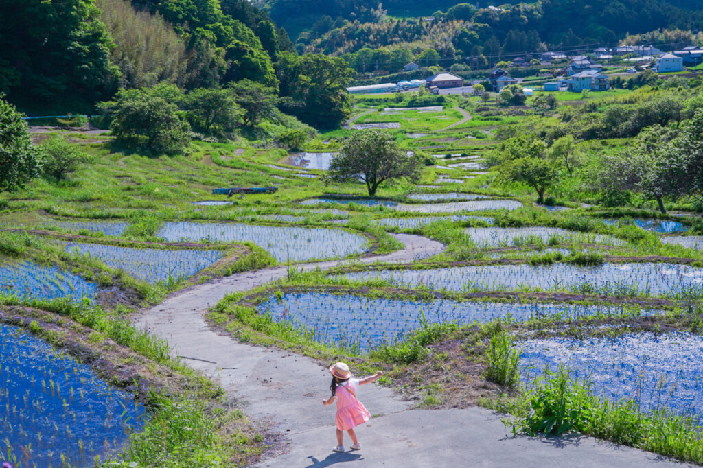 菊川市(千框の棚田)