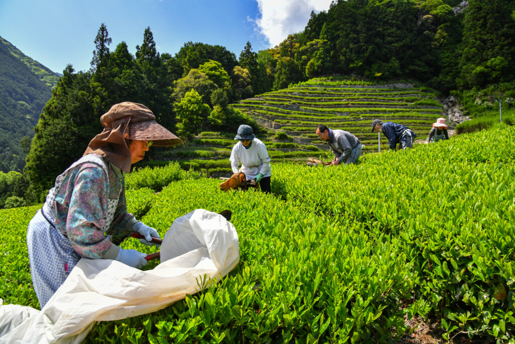静岡市葵区足久保(奥長島のだんだん茶畑)