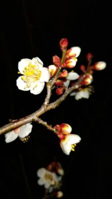 【焼津市】山の手会館　梅の見頃