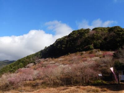 【沼津市】「新田梅林公園」梅の花が見頃です！