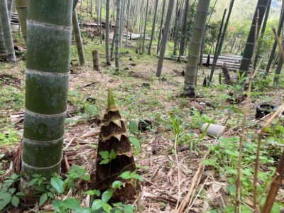 【南伊豆町】一条竹の子村、タケノコ狩り始まります！
