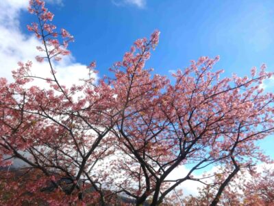 【焼津市】山の手さくら　今週末まで！