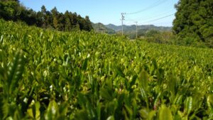 【藤枝市】人と農・自然をつなぐ会　２０２４年新茶販売開始！