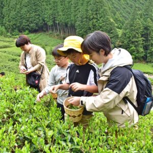 【奥長島】奥長島だんだん茶畑「お茶摘み体験」を行いました