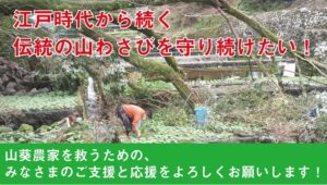 【伊豆市】クラウドファンディングREADYFOR「江戸時代から続く伝統の山わさびを守り続けたい！」
