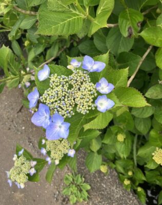 【御殿場市】沼田ロマンチック街道のあじさいが咲き始めました！