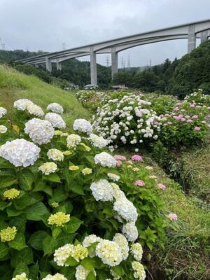 【小山町】金太郎産湯の里湯船あじさい祭り