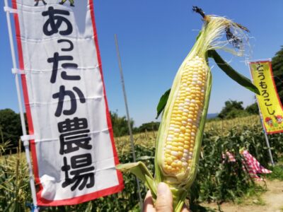 【浜松市中央区】朝採りとうもろこし直売所にて販売しています！