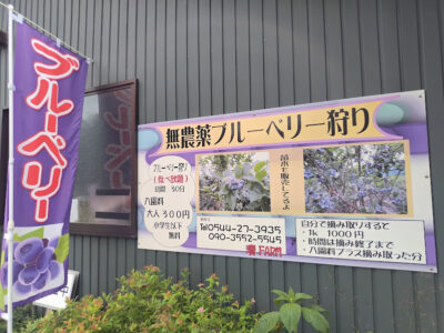 【富士宮市】清FARM「ブルーベリー狩り」始まりました！
