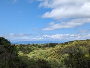 【伊豆市】森の中で五感を活かした「温泉・セラピー・食」のリトリートプラン！