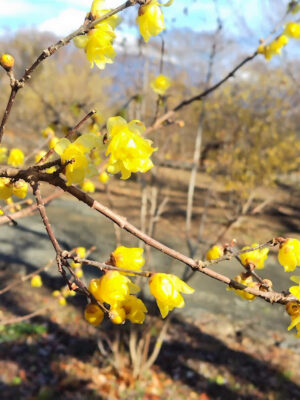 【富士市】岩本山公園　ロウバイの花が咲いています！