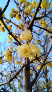 【焼津市】蝋梅の見頃 ＠山の手会館　