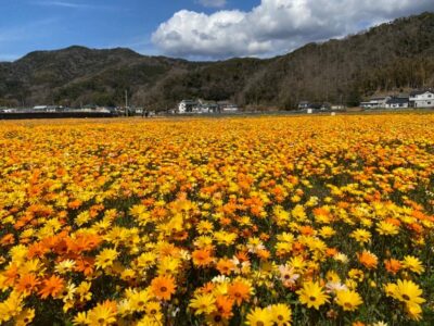 【松崎町】「田んぼをつかった花畑」