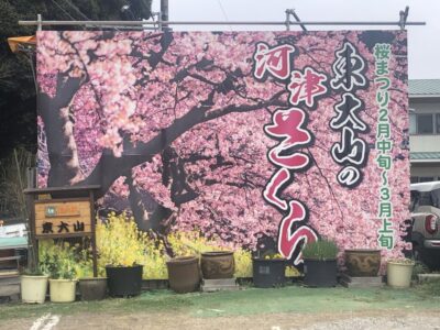 【浜松市中央区】 東大山河津さくらまつり開催！