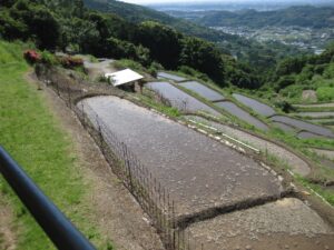 【浜松市浜名区】白橿（しらかし）の棚田会さんに取材をしてきました！