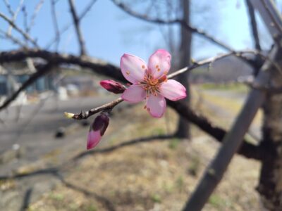 【藤枝市】白ふじの里　アーモンドの花が開花しました！