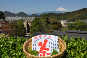 【伊豆の国市】蔵屋鳴沢「春のチャレンジ茶摘み」体験！