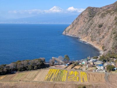 【沼津市】井田の春！