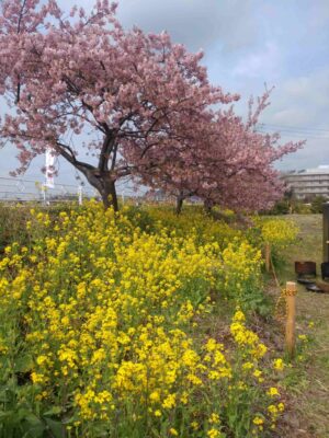 【焼津市】山の手さくら　終盤になりました