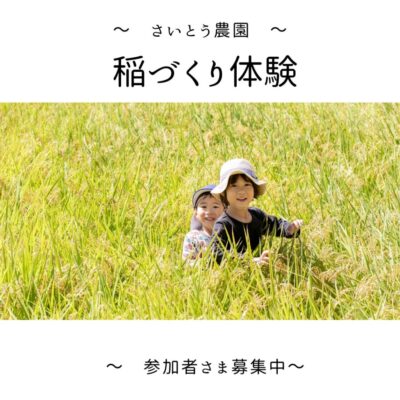 【焼津市】さいとう農園　稲づくり体験
