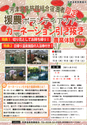【河津町】援農ボランティアツアー「カーネーション引き抜き農業体験」！