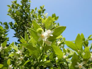 【沼津市】橘の花摘み体験＆スキンケア用橘バームづくり！