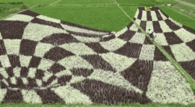 【菊川市】田んぼアート菊川2025　収穫祭を行います！