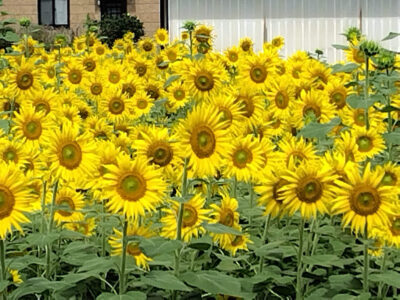 【富士宮市】南条の里　ひまわりが綺麗です！