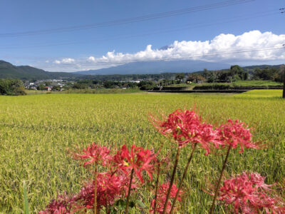 【富士宮市】柚野の里　彼岸花が見頃です！