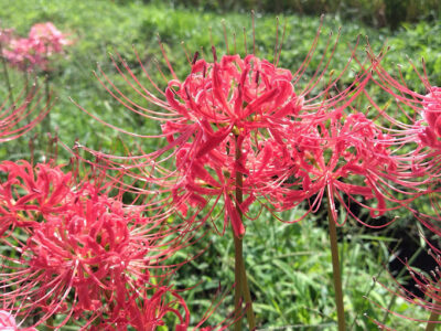 【富士宮市】天子ヶ岳の里「彼岸花ロード」