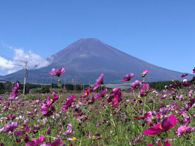 【裾野市】パノラマ遊花の里　コスモスが見頃です！