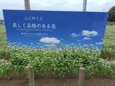【富士市】岩本山とかりがね堤の”そばの花”が見頃です！