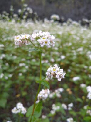 【静岡市】大川そばの花見会　開催しました