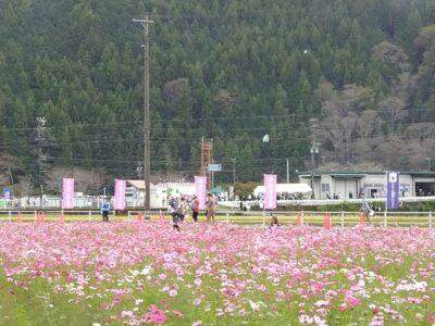 【藤枝市】殿のコスモスまつり 　見頃を迎えています！