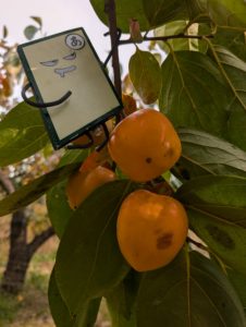 【長泉町】四ッ溝柿狩り2025 参加者募集！