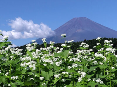 【裾野市】可愛らしい“そばの花”が咲いています！