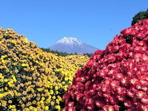 【富士市】今神俱楽部のドーム菊が見頃です！