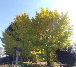 【長泉町】駿河平大通りのイチョウ並木と下土狩の大イチョウ