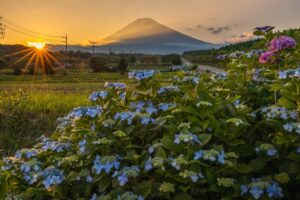 【裾野市】第15回「富士山パノラマ遊花の里」フォトコンテスト作品募集！