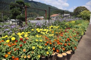 【富士宮市】第36回「花壇づくりコンクール」参加者募集中！