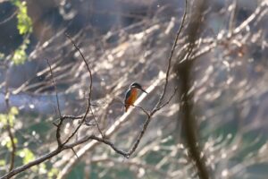 【清水町】柿田川「野鳥観察会」参加者募集!