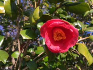 【伊東市】小室山公園つばき鑑賞会!