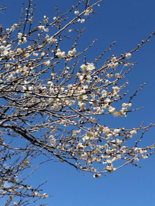 【裾野市】「梅の里」梅の花が咲き始めています!