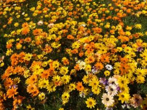 【松崎町】「田んぼをつかった花畑」