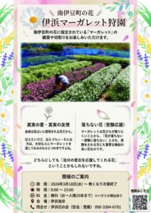 【南伊豆町】「伊浜マーガレット狩園」開園！