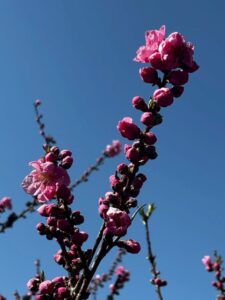 【浜松市天竜区】花桃のつぼみが膨らみ、咲き始めています!花桃まんじゅうも販売開始!