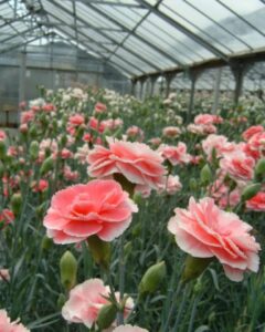 【河津町】援農ボランティアツアー「カーネーション引き抜き農業体験」！