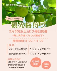 【伊豆市】令和8年「伊豆月ヶ瀬梅林観光梅狩り」開催！
